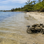 Florida coastal water representing Vibrio vulnificus risk in 2026