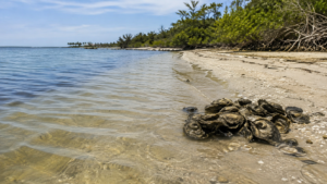 Florida coastal water representing Vibrio vulnificus risk in 2026