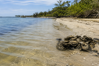 Florida coastal water representing Vibrio vulnificus risk in 2026